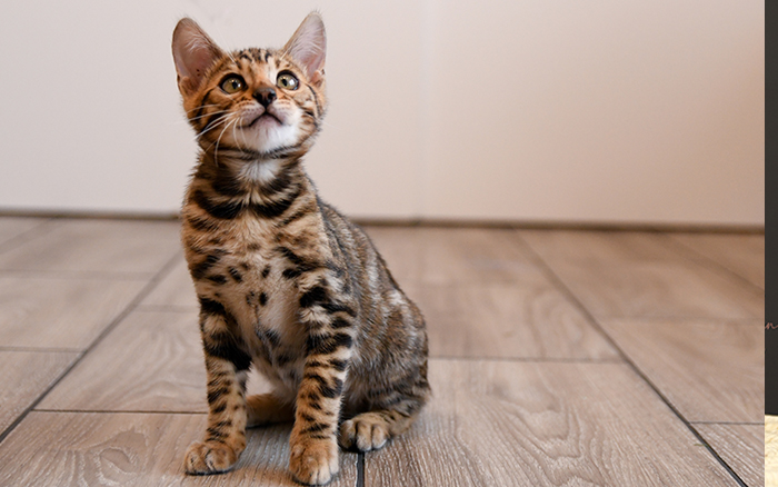 Bengal breeder in my area